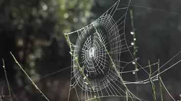 Spider web with dewdrops glistening in sunlight.